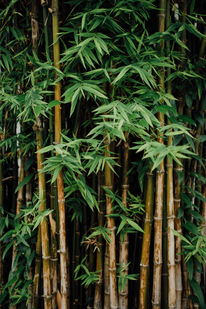 Why we love bamboo undies
